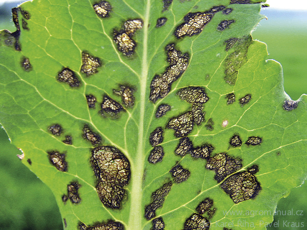 Pergamenovit&eacute; skvrny na listu - such&eacute; obdob&iacute; (foto Karel Ř&iacute;ha, Pavel Kraus)