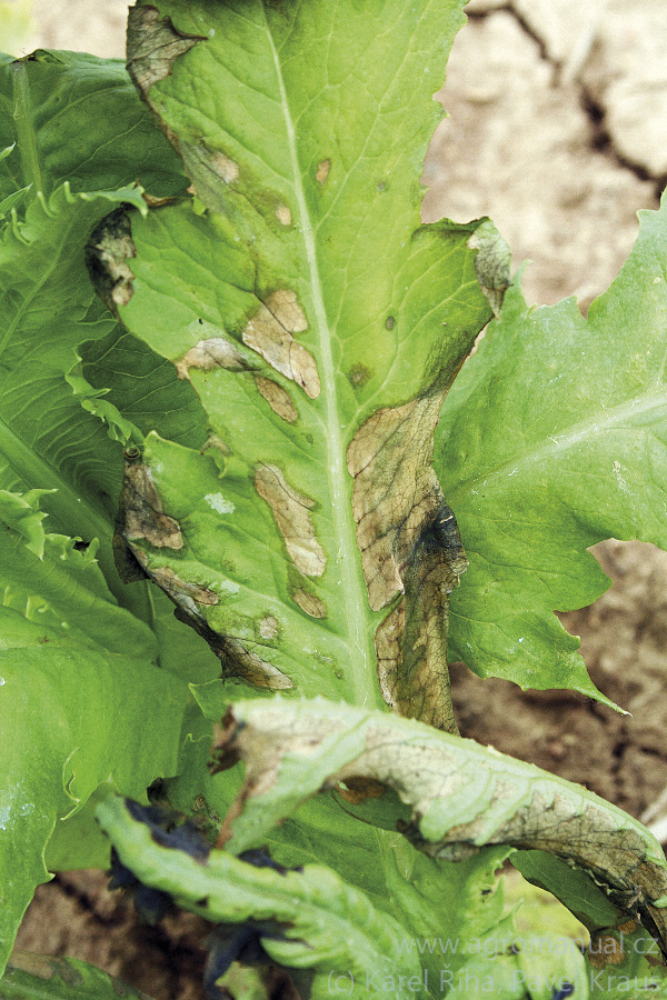 Onemocněni maku ve f&aacute;zi listov&eacute; růžice - vlhk&eacute; počas&iacute; (foto Karel Ř&iacute;ha, Pavel Kraus)