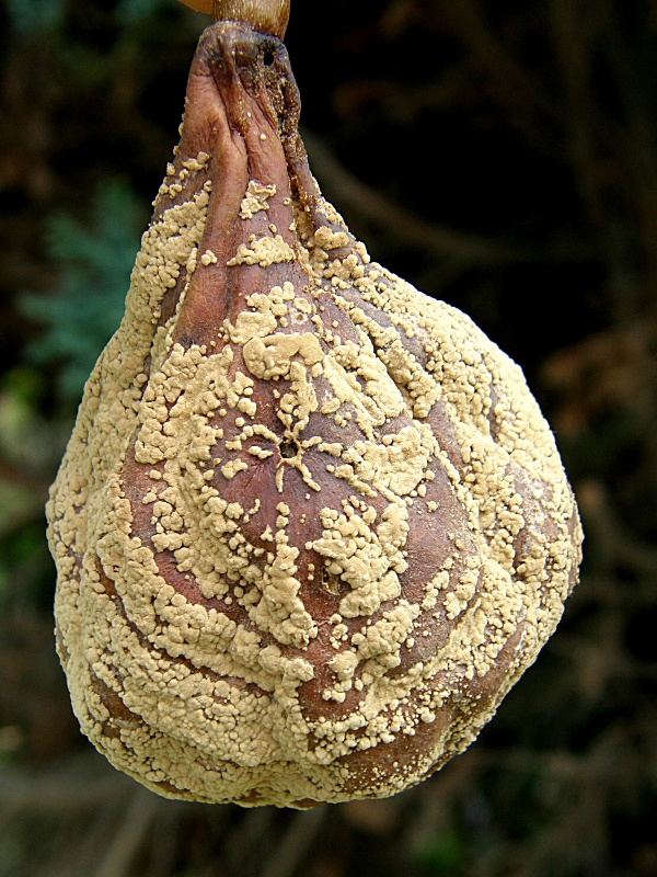 moniliov&aacute; hniloba j&aacute;drovin - hru&scaron;ka  (foto Jaroslav Rod)