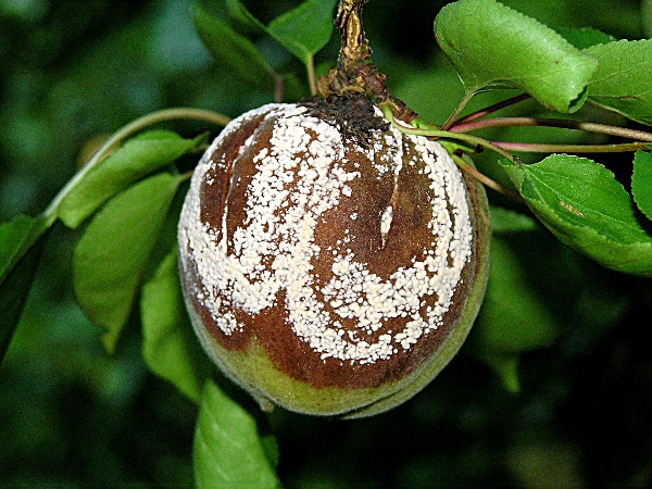 moniliov&aacute; hniloba plodů peckovin - meruňka (foto Jaroslav Rod)