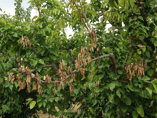 moniliov&yacute; &uacute;žeh (sp&aacute;la) peckovin - meruňka (foto Jaroslav Rod)