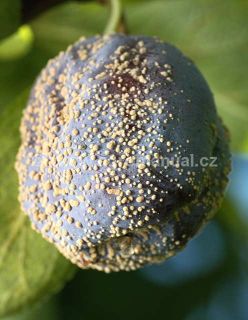 Moniliov&aacute; hniloba na &scaron;vestce