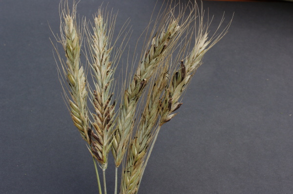 Sklerocia n&aacute;melu v&nbsp;klasu žita (foto&copy;Josef Pozděna)