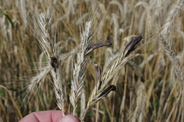 Siln&eacute; napaden&iacute; klasů n&aacute;melem (foto&copy;Josef Pozděna)