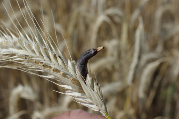 Detail sklerocia (foto&copy;Josef Pozděna)