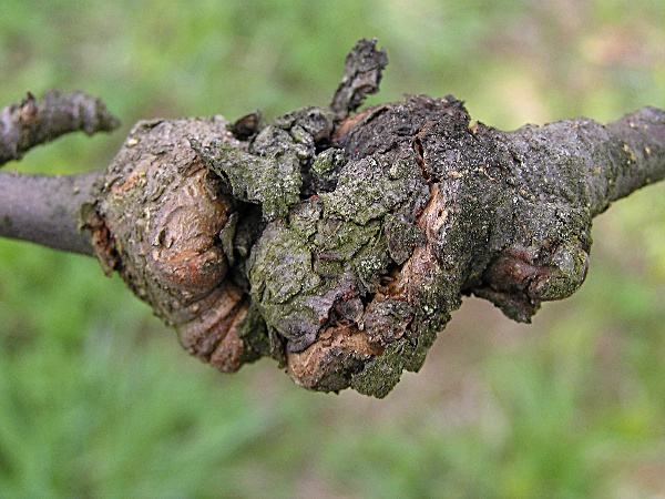 nektriov&eacute; usych&aacute;n&iacute; větv&iacute; (foto Jaroslav Rod)