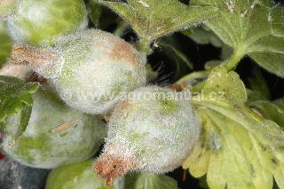 Ran&eacute; mycelium na plodu