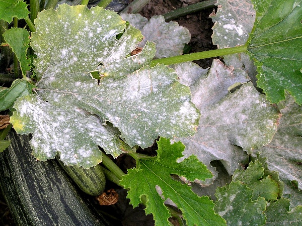 padl&iacute; cukety (foto Jaroslav Rod)