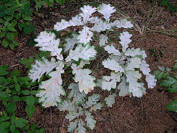 padl&iacute; dubov&eacute; (foto Jaroslav Rod)