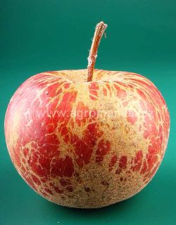 Projev padl&iacute; na plodu