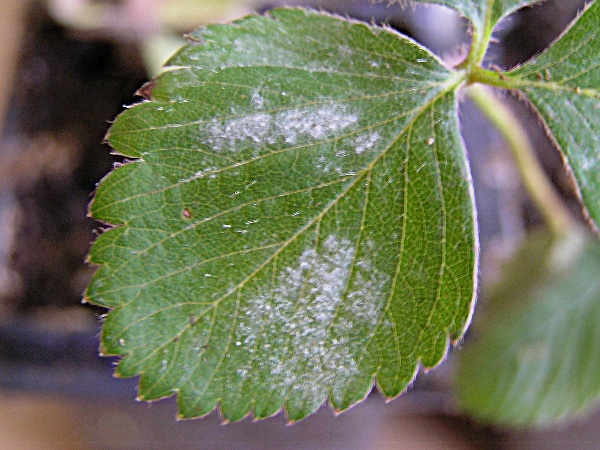 padl&iacute; jahodn&iacute;kov&eacute; (foto Jaroslav Rod)