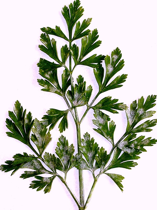 padl&iacute; mrkvovit&yacute;ch - petržel (foto Jaroslav Rod)