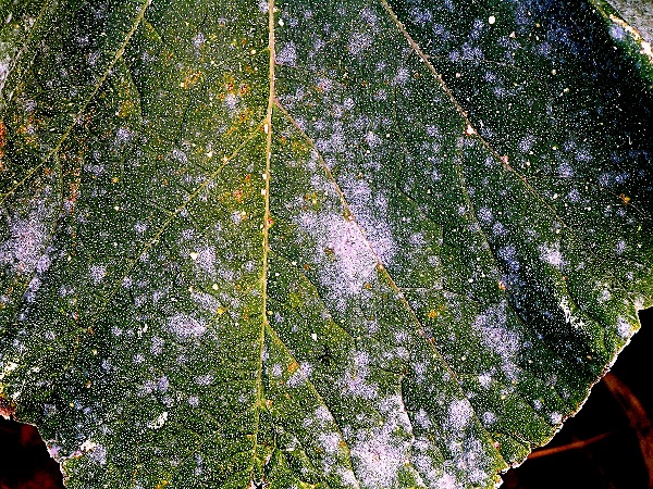 padl&iacute; okurky (foto Jaroslav Rod)