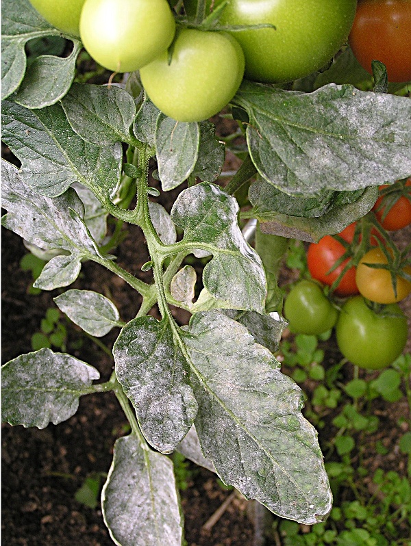 padl&iacute; rajčete (foto Jaroslav Rod)