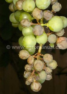 Padl&iacute; r&eacute;vov&eacute; na hroznu