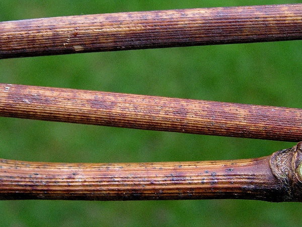 padl&iacute; r&eacute;vov&eacute; - př&iacute;znaky na letorostech (foto Jaroslav Rod)