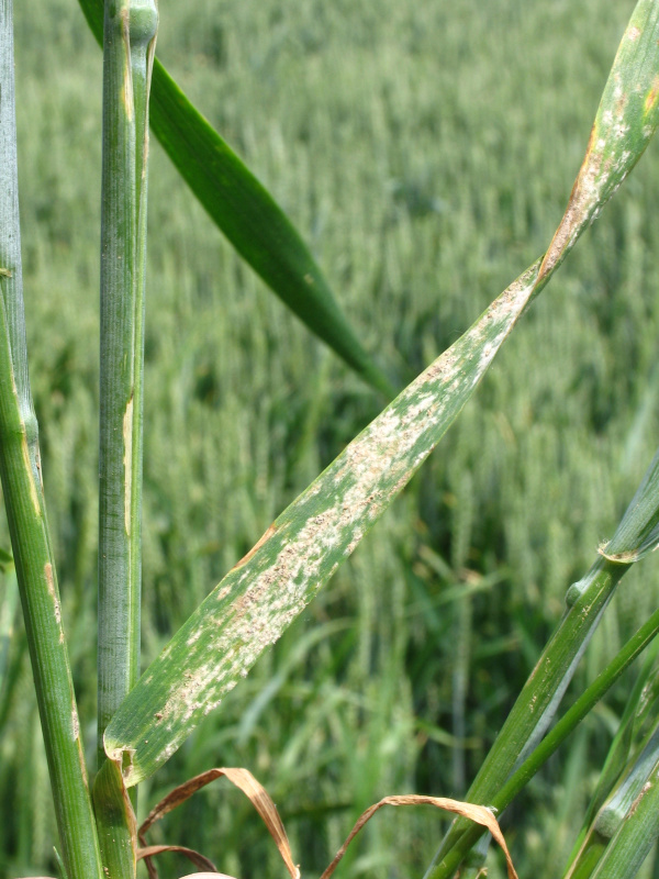 Napaden&aacute; p&scaron;enice padl&iacute;m (foto&copy;Josef Pozděna)