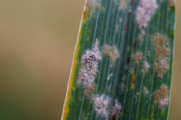 Povlaky mycelia (foto&copy;Josef Pozděna)