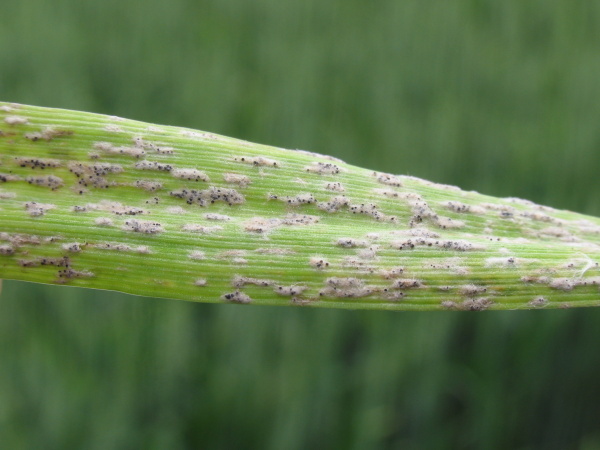 &Scaron;kodlivost je ovlivněna intenzitou napaden&iacute; (foto&copy;Josef Pozděna)