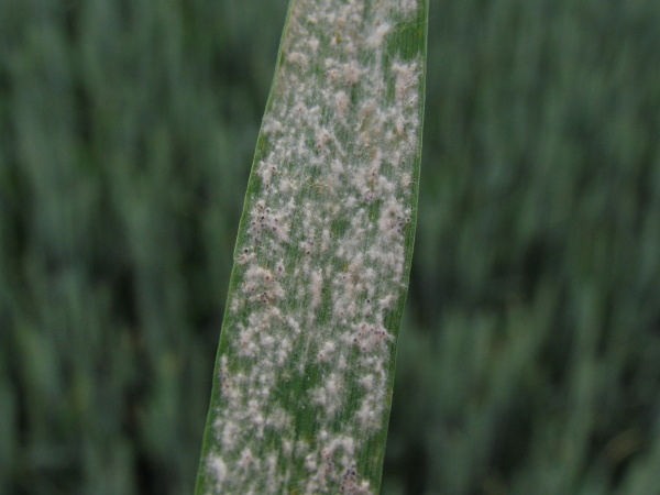 T&eacute;měř cel&aacute; plocha listu pokryt&aacute; myceliem padl&iacute; (foto&copy;Josef Pozděna)