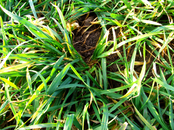 Ochořel&eacute; rostliny maj&iacute; citronově žlut&eacute; zbarven&iacute; (foto&copy;Josef Pozděna)