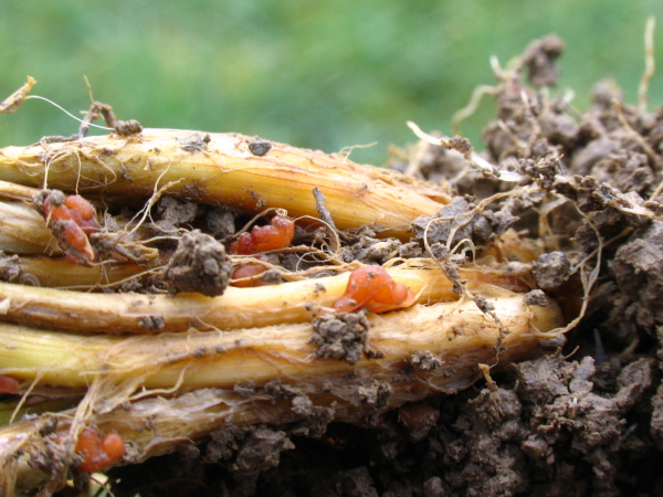 Detail skleroci&iacute; (foto&copy;Josef Pozděna)