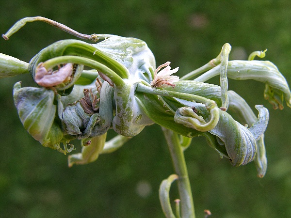 pl&iacute;seň bělostn&aacute; - květenstv&iacute; ředkvičky (foto Jaroslav Rod)