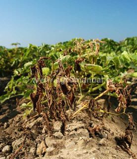 Pl&iacute;seň bramboru