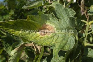 Pl&iacute;seň bramboru na rajčeti