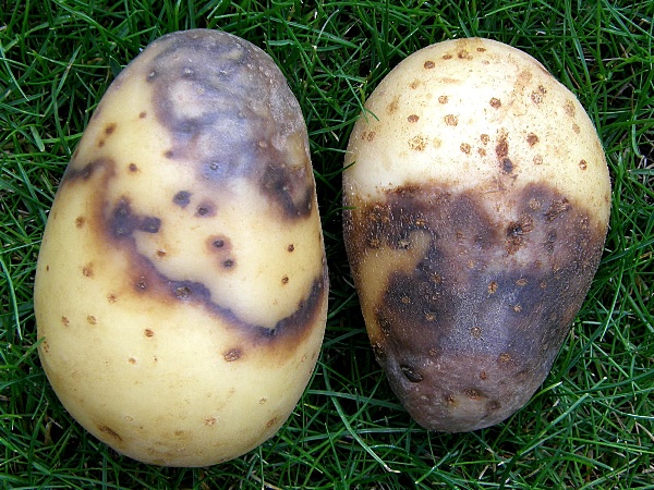 pl&iacute;seň bramboru - napaden&eacute; hl&iacute;zy (foto Jaroslav Rod)