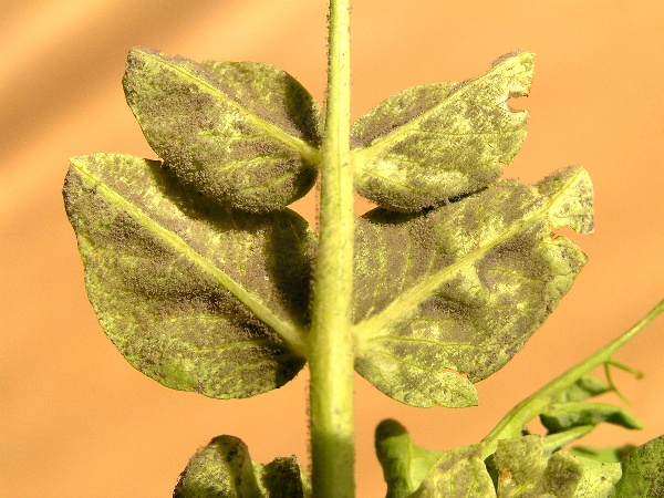 pl&iacute;seň hrachov&aacute; (foto Jaroslav Rod)