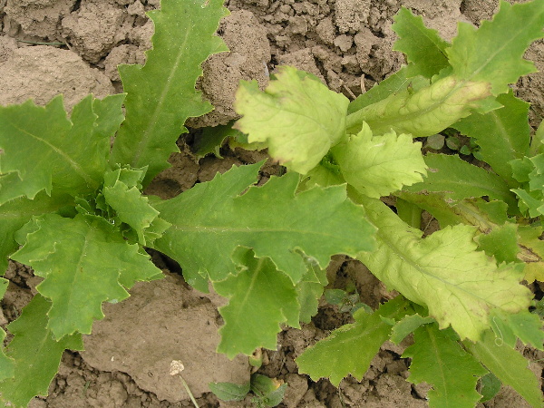 pl&iacute;seň makov&aacute; (foto Jaroslav Rod)