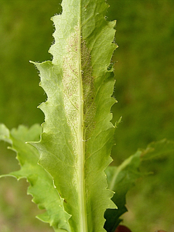 pl&iacute;seň makov&aacute; - spodn&iacute; strana listu (foto Jaroslav Rod)