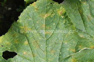 Pl&iacute;seň okurkov&aacute;