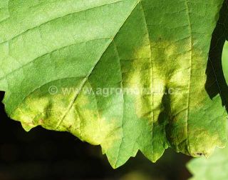 Pl&iacute;seň r&eacute;vov&aacute;