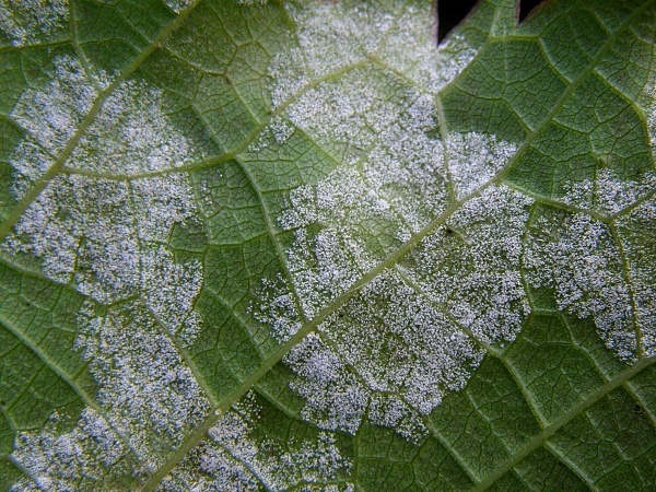 pl&iacute;seň r&eacute;vov&aacute; - př&iacute;znaky na spodn&iacute; straně listu (foto Jaroslav Rod)