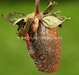 Pl&iacute;seň &scaron;ed&aacute; na jahodn&iacute;ku