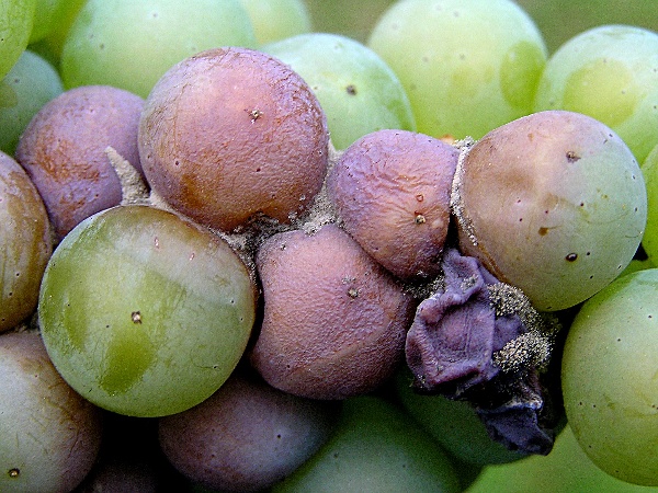 pl&iacute;seň &scaron;ed&aacute; - r&eacute;va vinn&aacute; - detail po&scaron;kozen&iacute; hroznu (foto Jaroslav Rod)