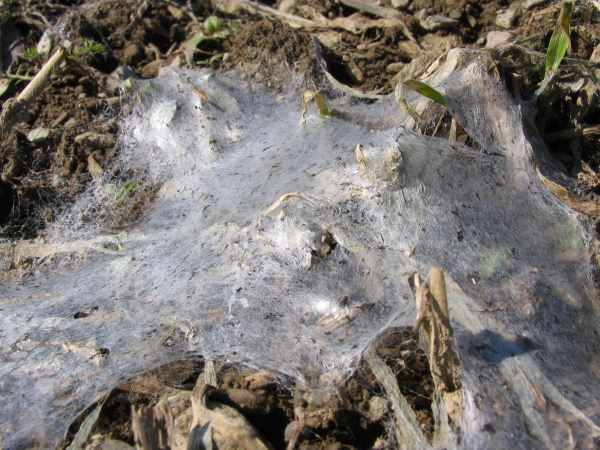Plísňovitý povlak na porostu (foto©Josef Pozděna)