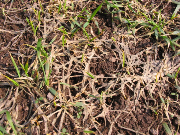 Odumřelé rostliny po napadení plísní sněžnou (foto©Josef Pozděna)