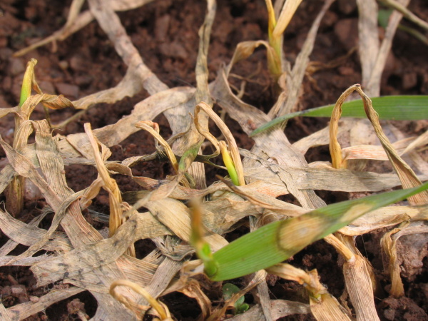 Ojediněle regenerující rostliny v napadeném porostu (foto©Josef Pozděna)