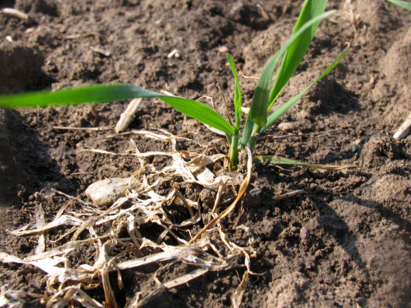 Zničené rostliny a rostlina pokračující v růstu (foto©Josef Pozděna)
