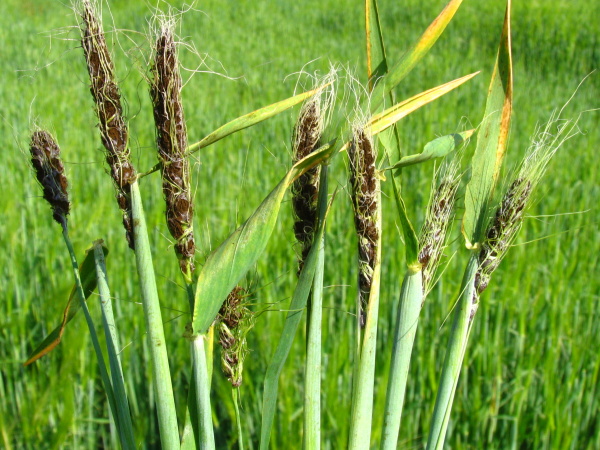 Napaden&eacute; klasy pra&scaron;nou snět&iacute; ječmene (foto&copy;Josef Pozděna)