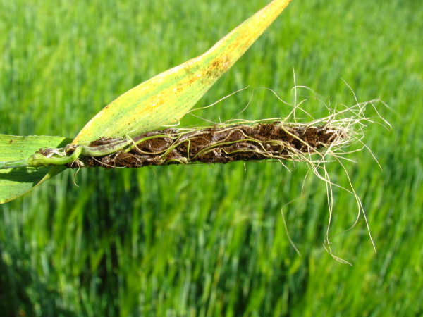Detail ochořel&eacute;ho klasu (foto&copy;Josef Pozděna)