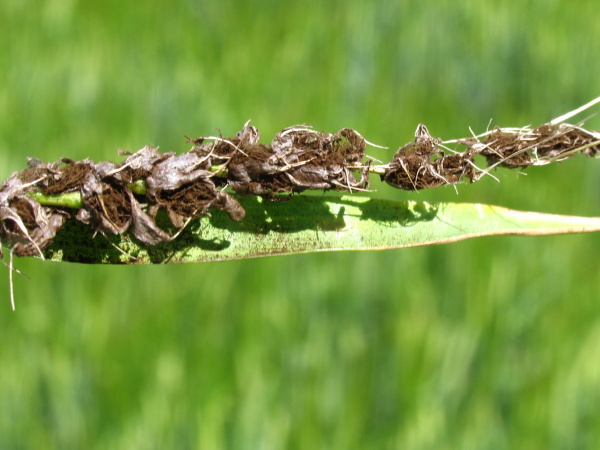 Spory z&nbsp;rozpadaj&iacute;c&iacute;ho klasu se rozpr&aacute;&scaron;&iacute; (foto&copy;Josef Pozděna)