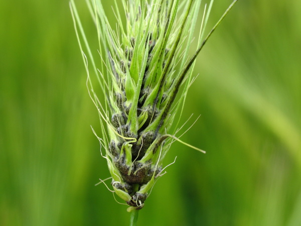 M&iacute;sto obilek se vyv&iacute;jej&iacute; kulovit&eacute; snětiv&eacute; h&aacute;lky (foto&copy;Josef Pozděna)