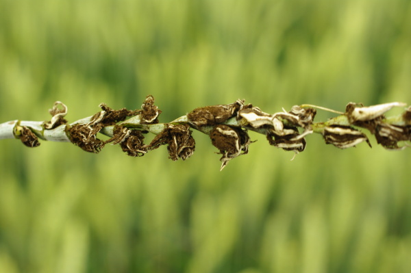 Rozpad&aacute;n&iacute;m h&aacute;lek se uvolňuj&iacute; spory (foto&copy;Josef Pozděna)