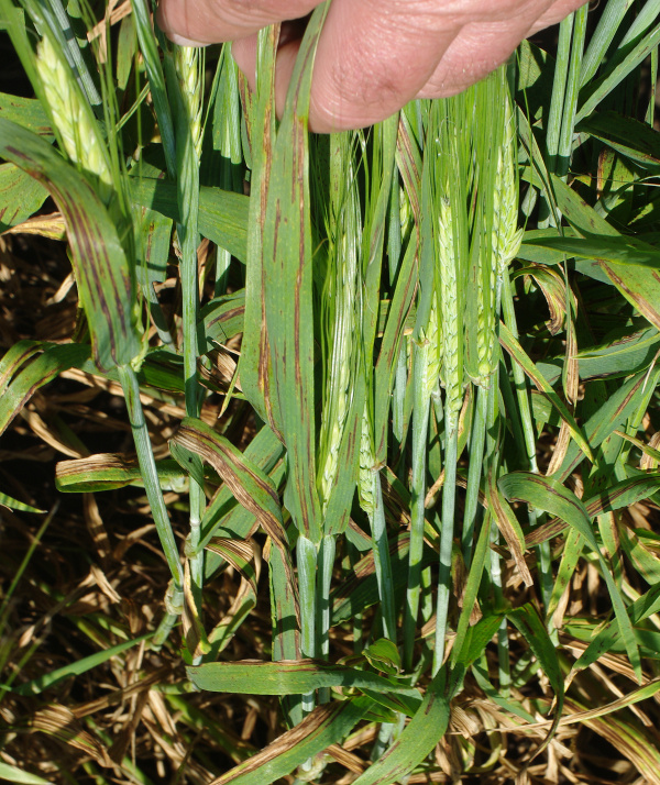 Pohled do napaden&eacute;ho porostu (foto&copy;Josef Pozděna)