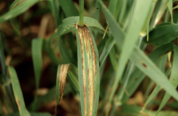 Na napaden&eacute; rostlině se vytv&aacute;řej&iacute; dlouh&eacute; světl&eacute;, později hněd&eacute; skvrny (foto&copy;Josef Pozděna)