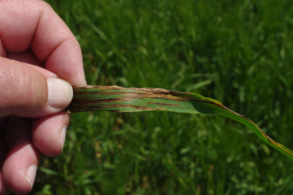 Detail napaden&eacute;ho listu (foto&copy;Josef Pozděna)